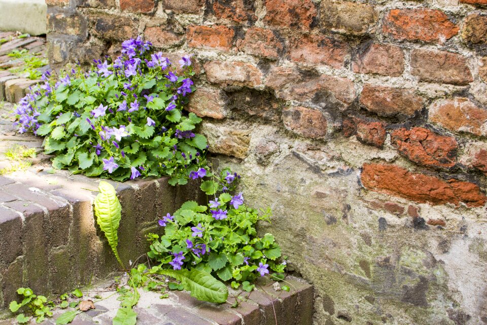 Trap flowers architecture