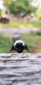 Summer garden beekeeping