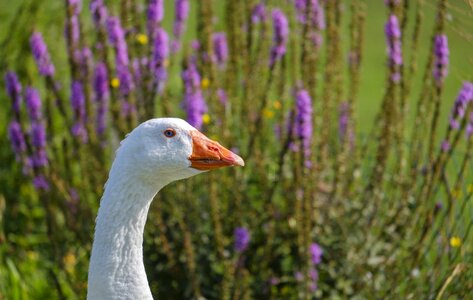 Water bird plumage wild goose photo