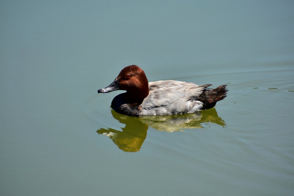 Wild birds waterfowl duck