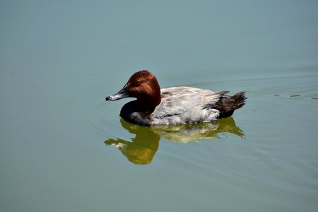 Wild birds waterfowl duck