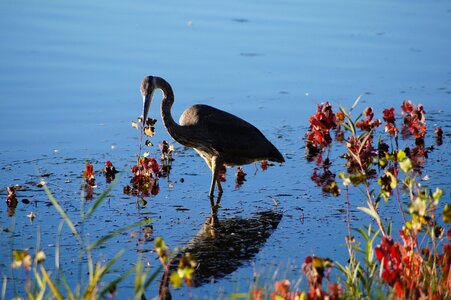 Standing feather outdoors photo