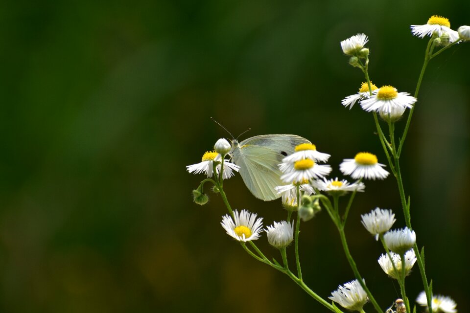 Insect butterfly street