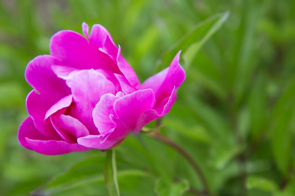 Garden nature blooming