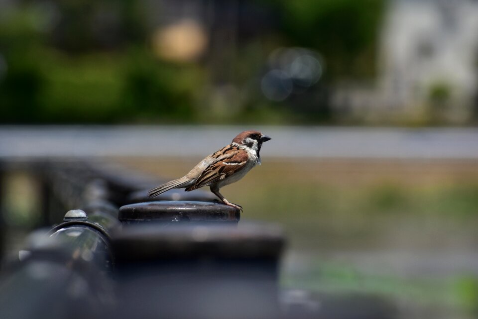 Sparrow wild animal natural