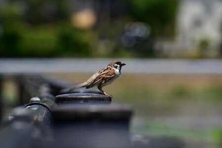 Sparrow wild animal natural