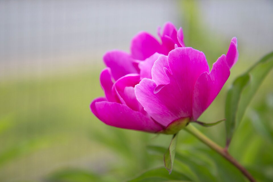 Garden blooming pink