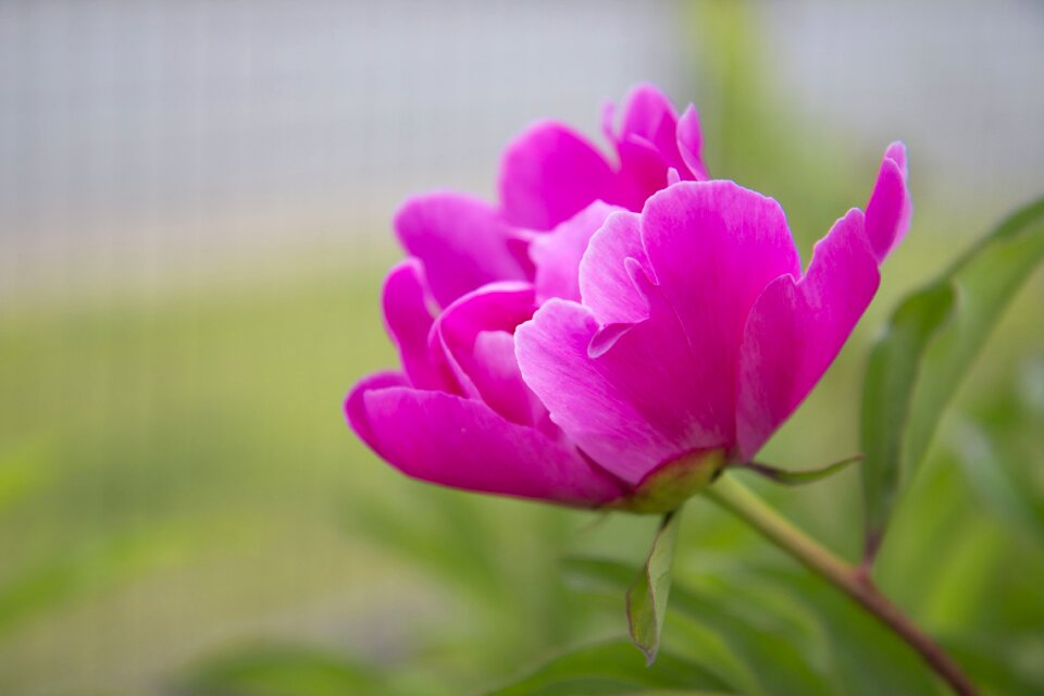 Garden blooming pink photo