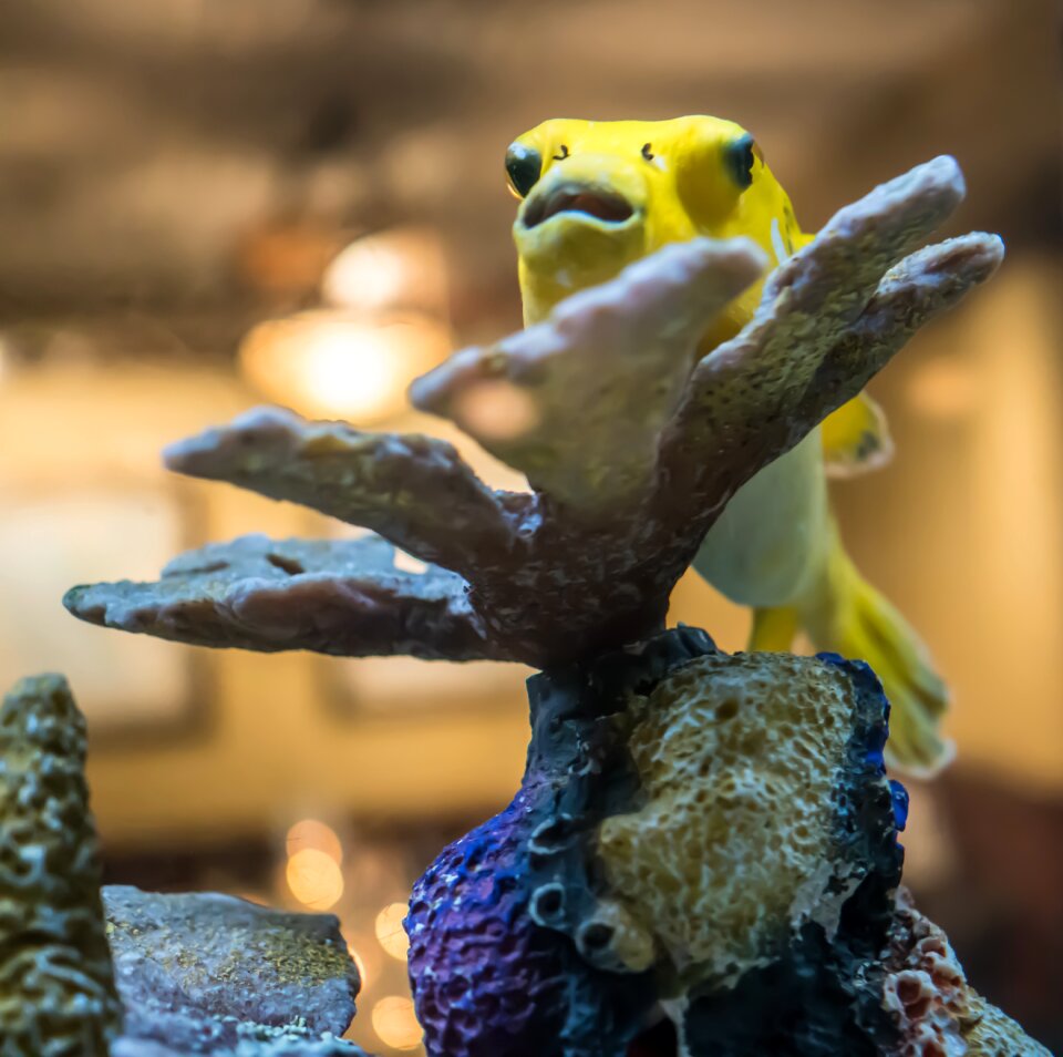 Aquarium underwater water