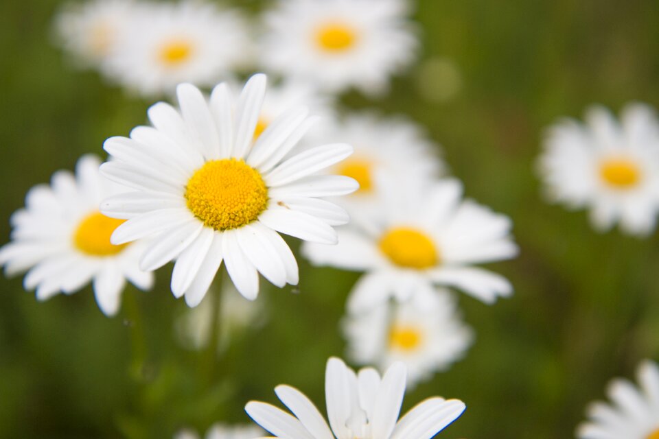 Flower white keywords fotomontáž