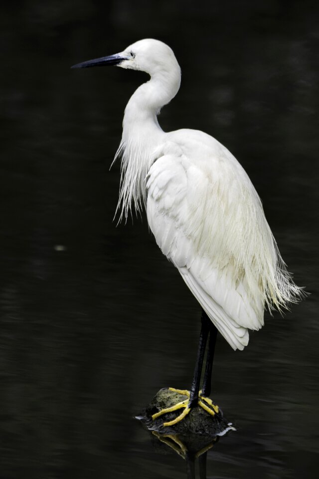 Wildlife heron animal