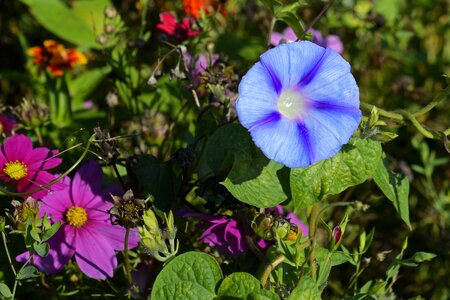 Morning glory climber plant wind greenhouse
