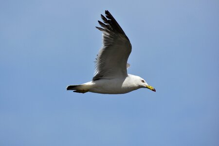 Wild birds seabird sea gull