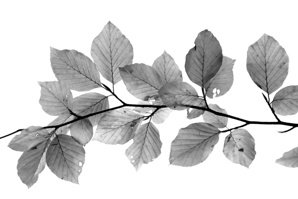 Isolated white background branch