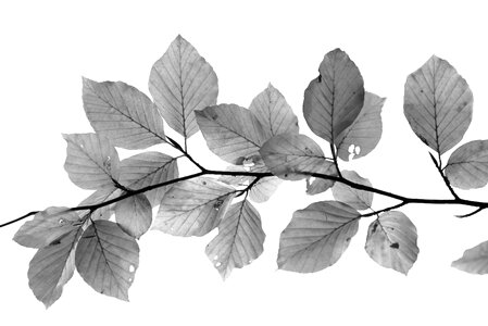 Isolated white background branch