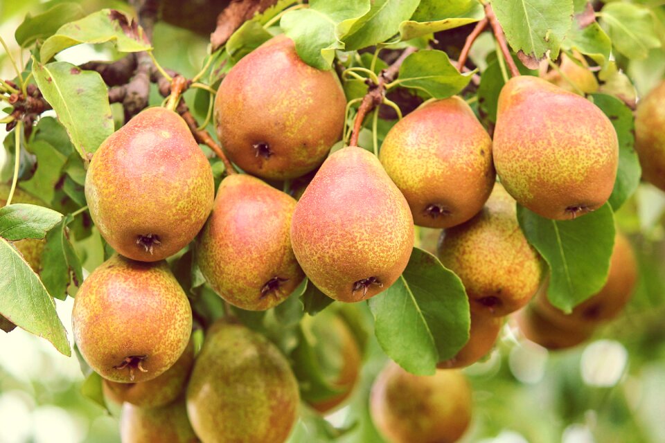 Pear depend mature