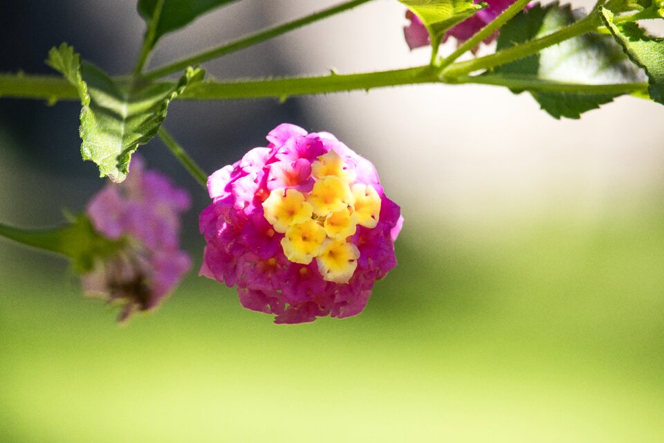 Flower nature flora