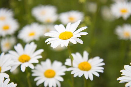 Meadow nature meadow flowers