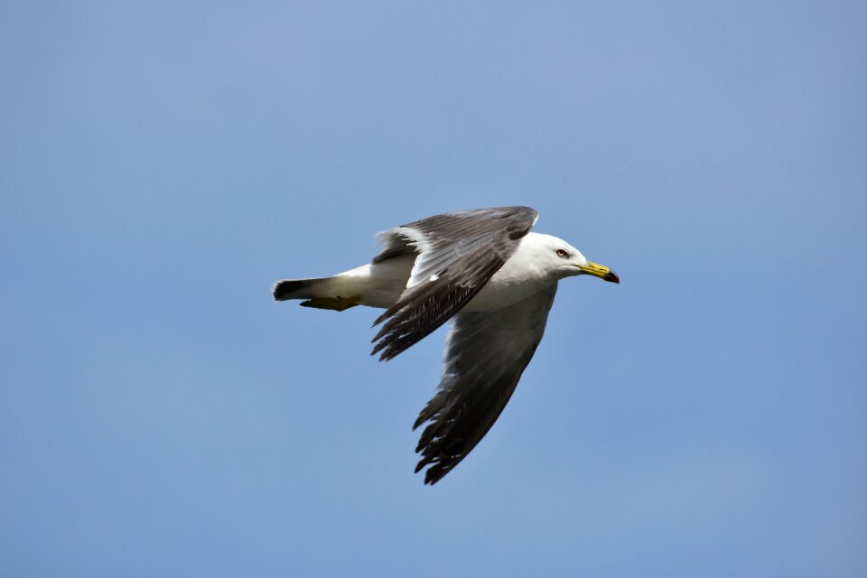 Wild birds seabird sea gull