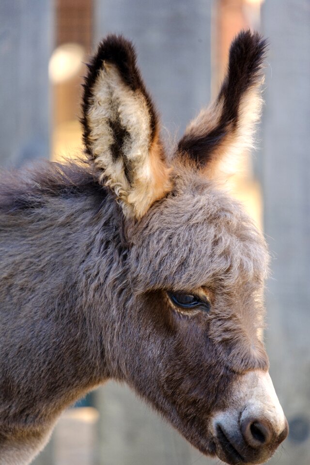Young animal mammal livestock