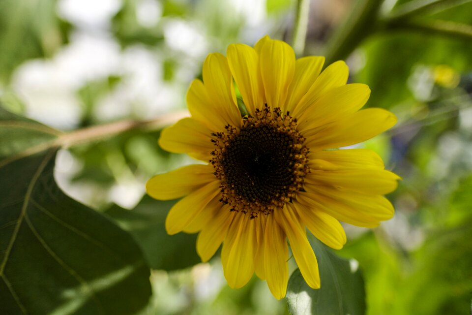 Yellow blossom bloom