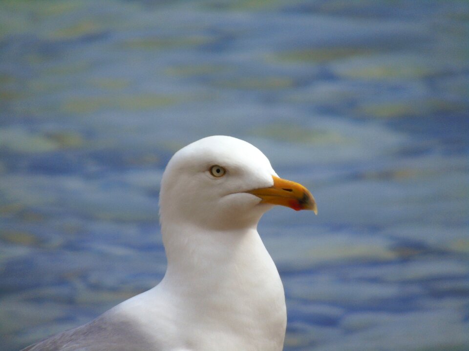 Sea white animal