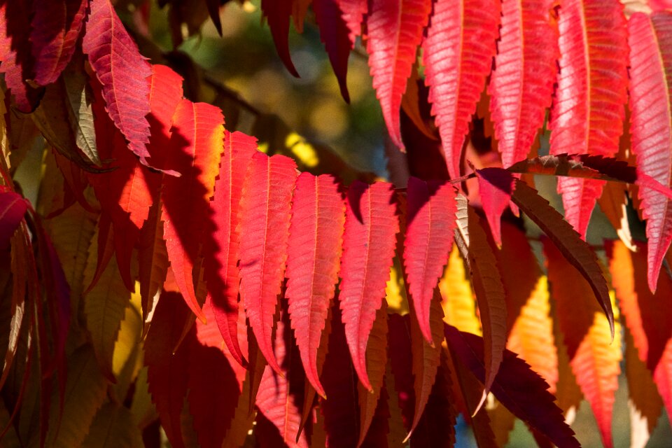 Emerge red orange autumn