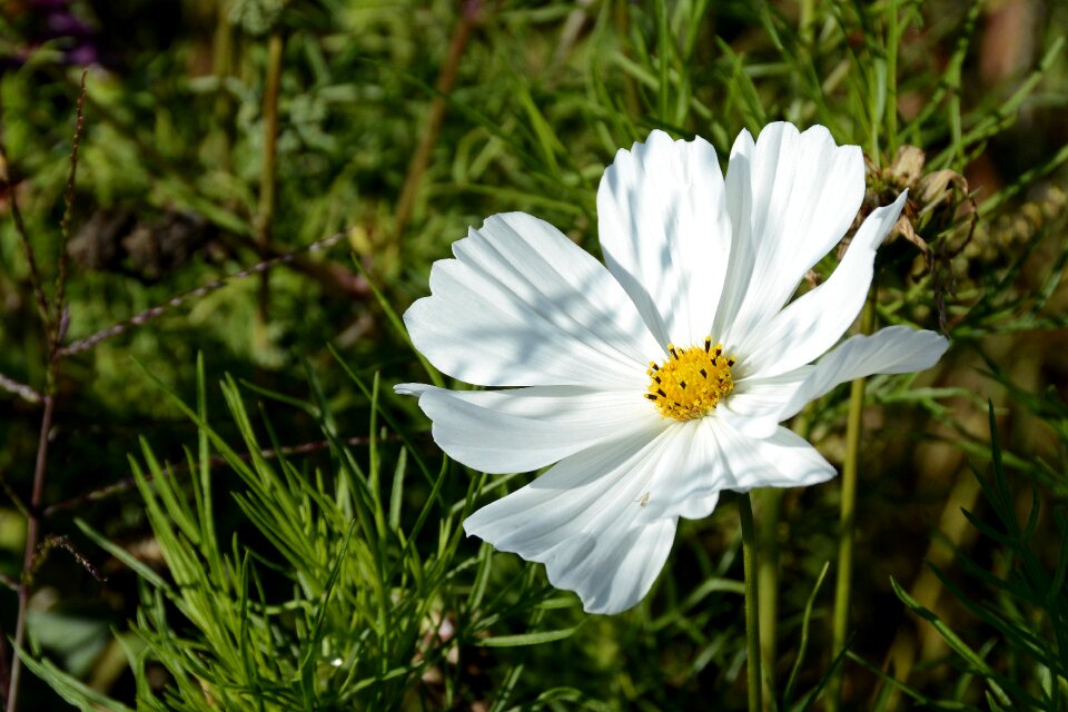 Nature cosmea plant