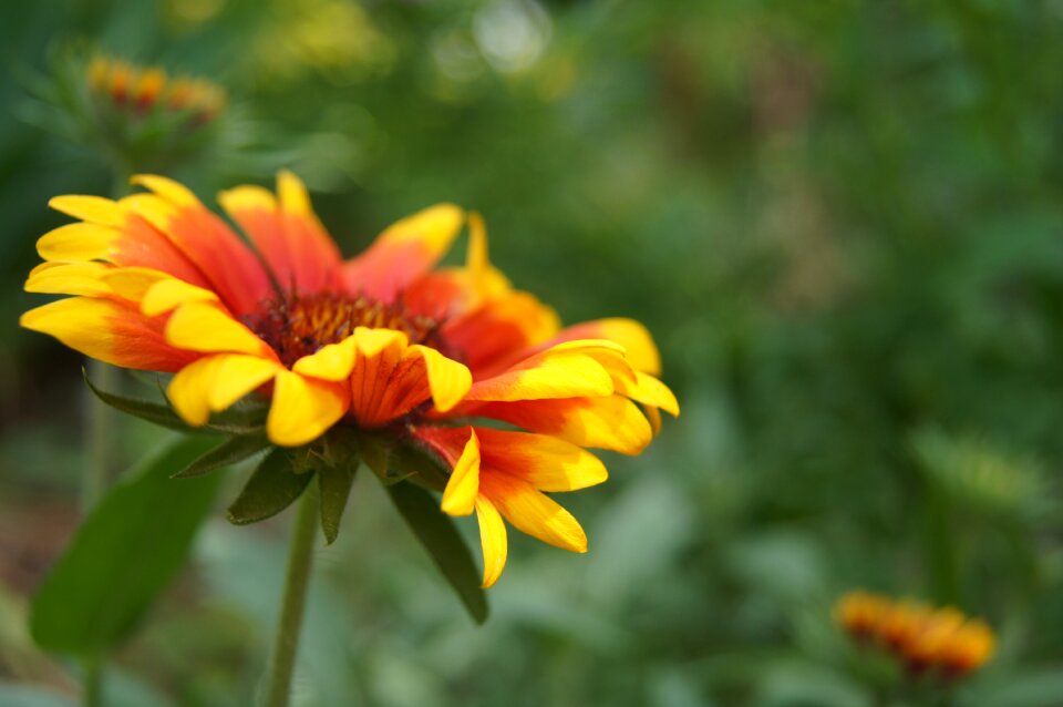 Colorful nature garden photo