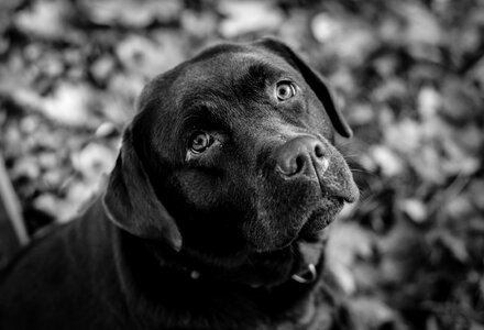 Pet animal cute