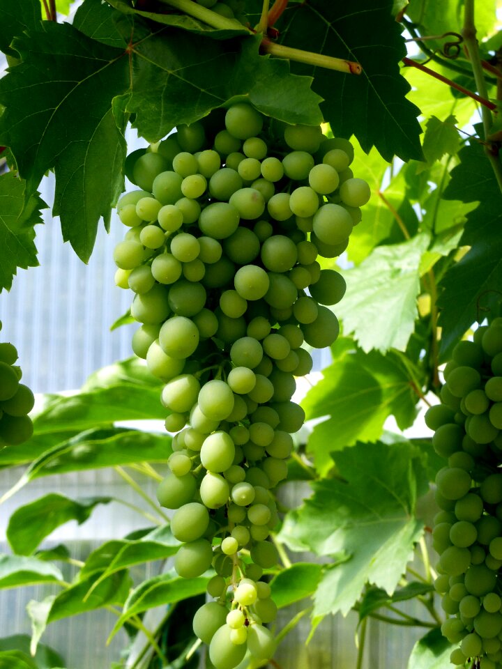 Greenhouse summer fruit