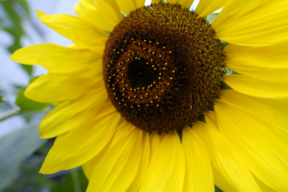 Yellow blossom bloom