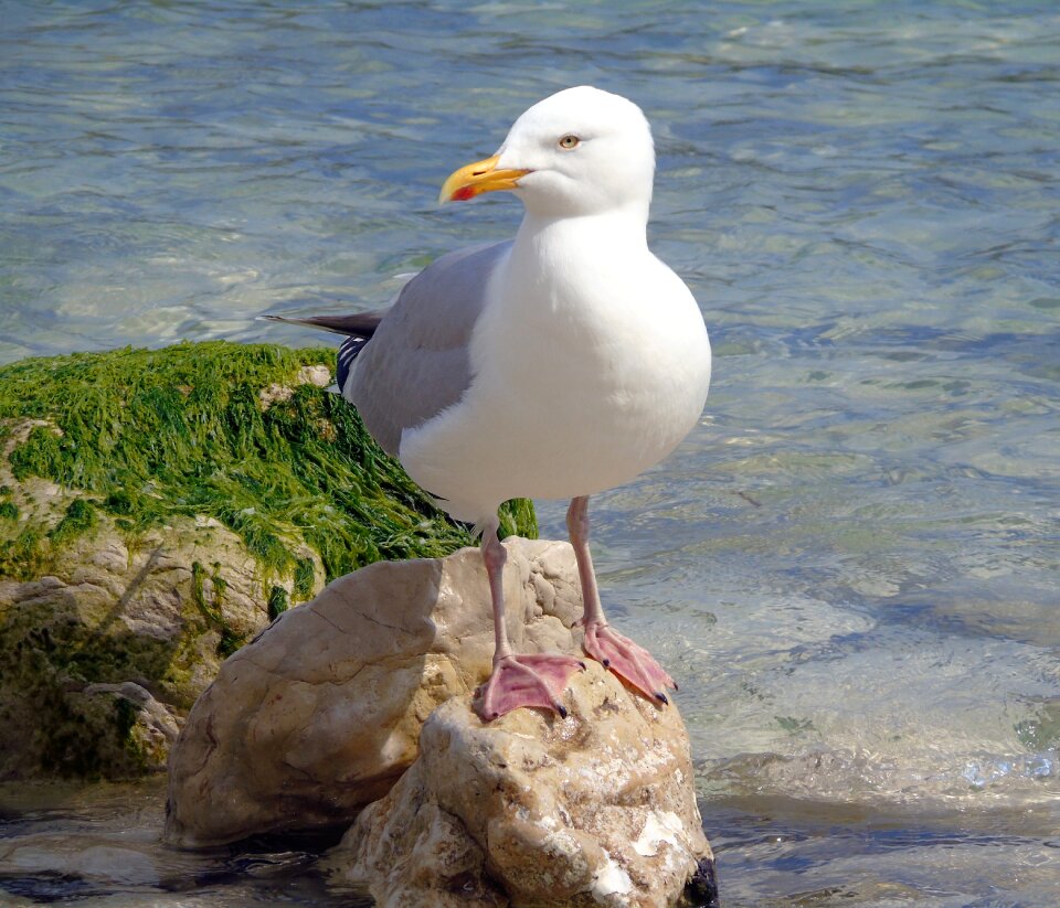 Sea white animal