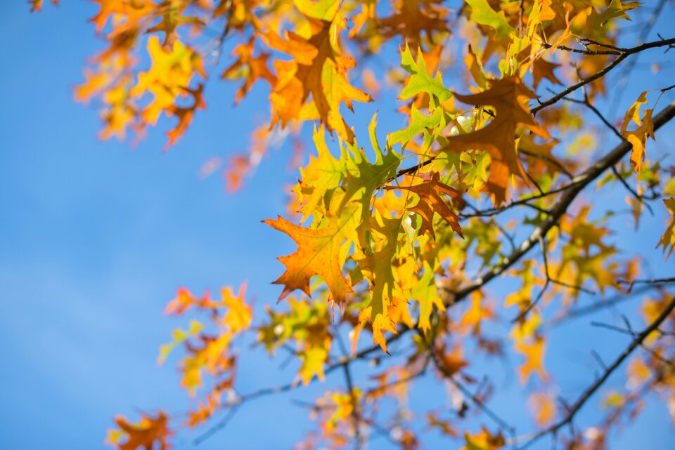 Autumn leaves nature