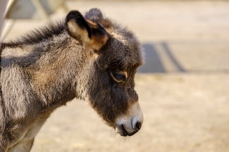 Young animal mammal livestock photo