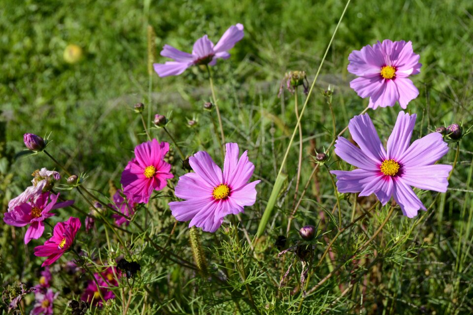 Nature cosmea plant