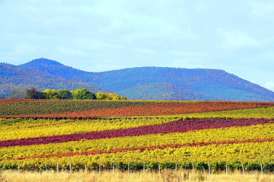 Color vineyard nature