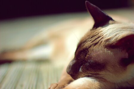 Siamese cat cat cat asleep photo