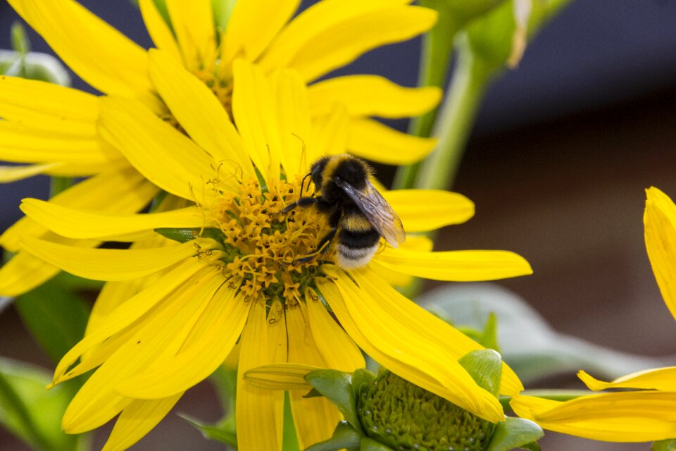 Close up garden pollination