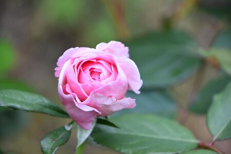 Rosebush garden pale pink