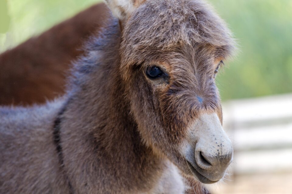 Young animal mammal livestock