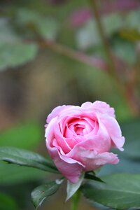 Rosebush garden pale pink photo