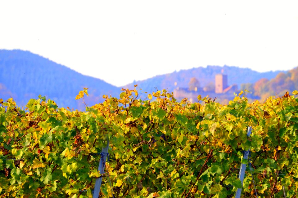 Fall color vineyard landscape
