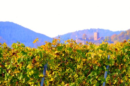 Fall color vineyard landscape