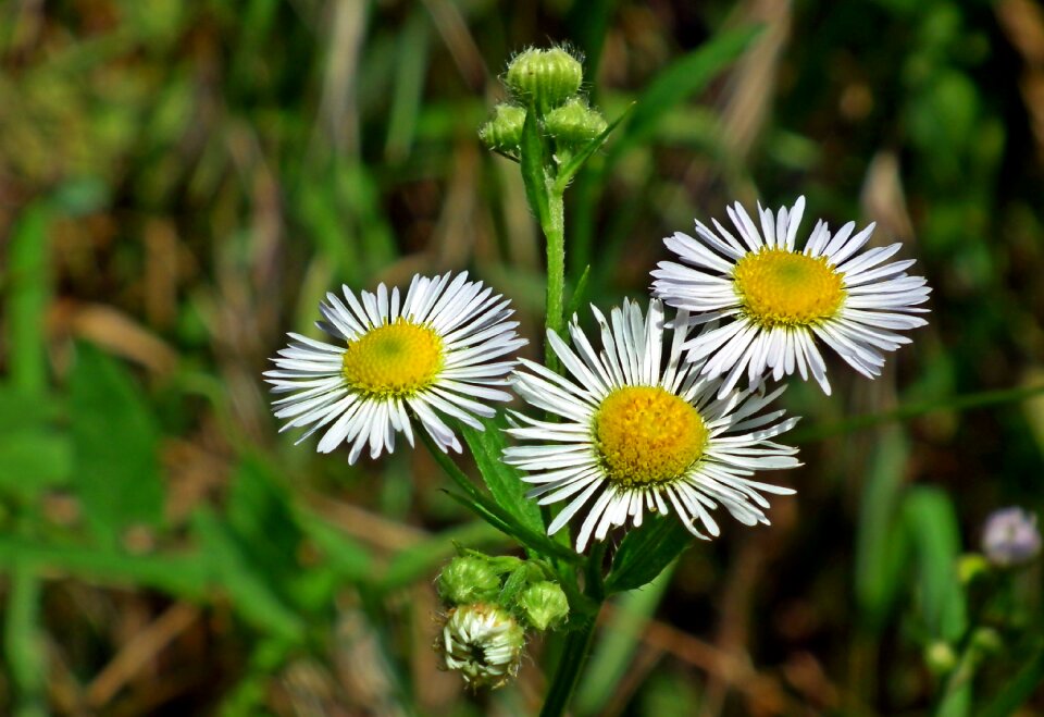 Blooming nature inflorescence