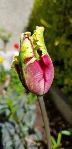 Leaf outdoors parrot tulip photo