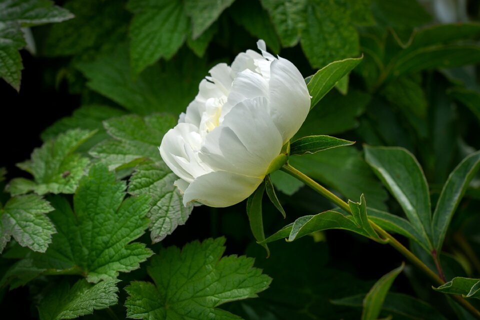 Flower white flower pentecost