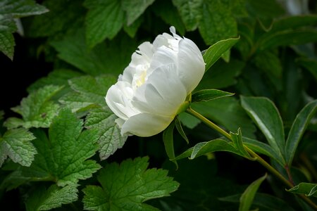 Flower white flower pentecost