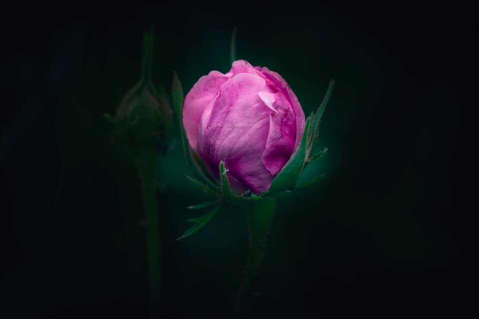 Pink flower bud closed