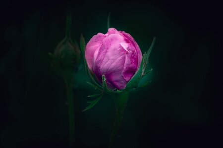 Pink flower bud closed